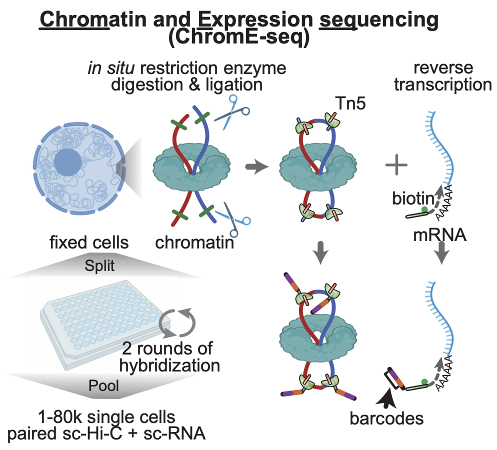 ChromE-seq protocol is online!